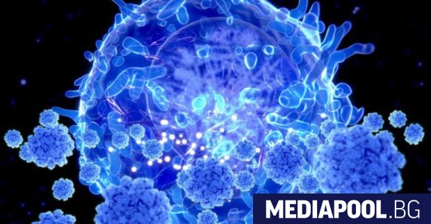 Учени откриха изненадваща реакция на белодробните клетки, заразени с вируса