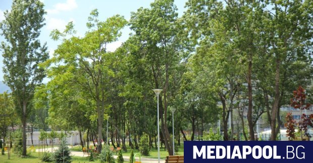 Столична община ще посади 1700 дървета по улици и булеварди