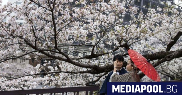 Сезонът на цъфналите вишни с който Япония традиционно отбелязва началото