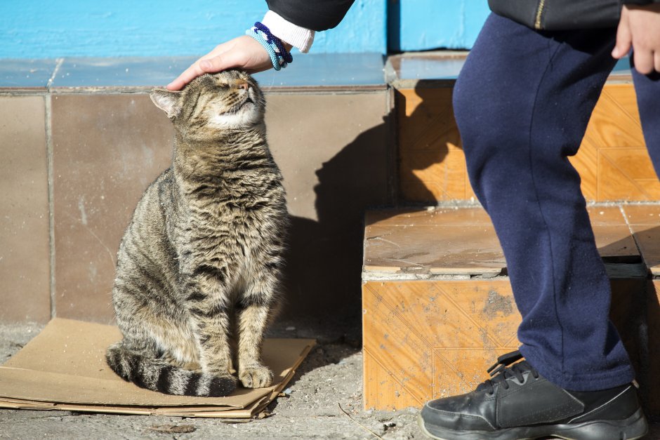"Четири лапи" и Столична община ще броят бездомните котки