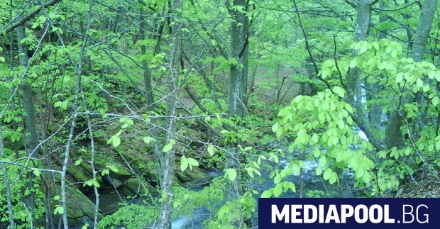 Над 470 хил декара земи и гори са обсебени и