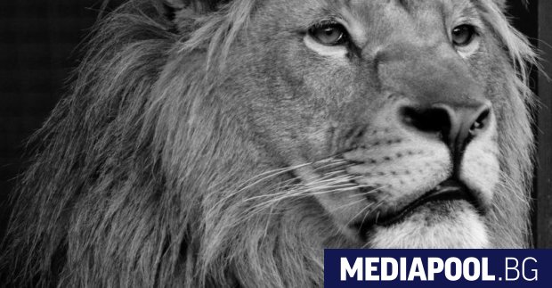 Спасеното от зоокъта в Разград лъвче Терез което живееше в