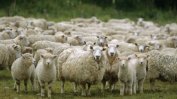 Преброяване на стопанствата доказва, че в България има стотици хиляди "виртуални овце"