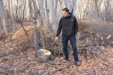 Шефът на ИАГ: Държавата губи дела по заменките. За да си върне горите, може да се наложи да ги изкупува от частни лица