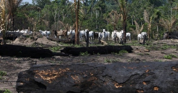Близо 70 от тропическите гори изсечени за отглеждане на добитък