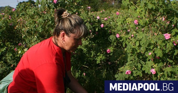 Министерството на земеделието храните и горите търси варианти за подпомагане