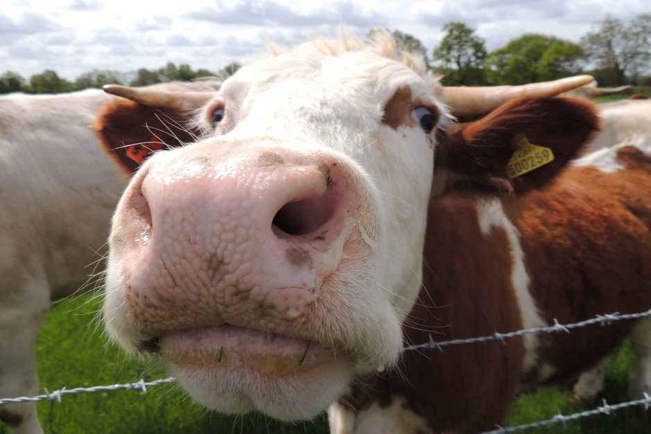 В Тайланд обещават безплатни крави на ваксиниралите се срещу Covid-19