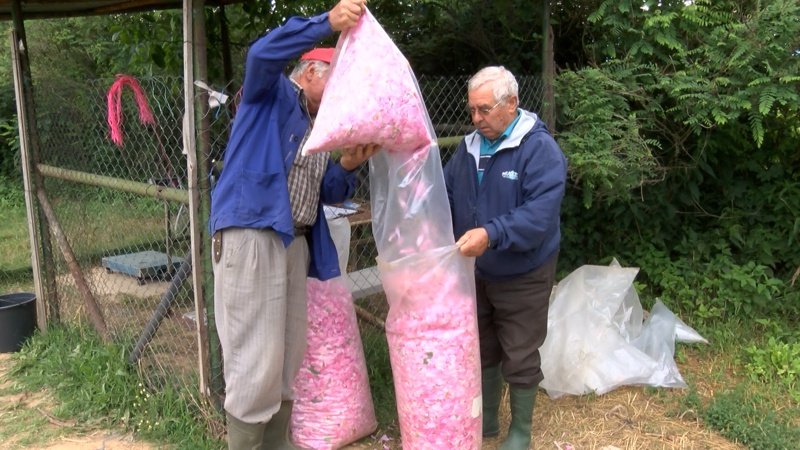 Розопроизводители унищожиха 100 дка градини заради ниска изкупна цена на розовия цвят