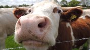 В Тайланд обещават безплатни крави на ваксиниралите се срещу Covid-19