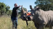 Изотоп в рога ще пази носорозите от бракониери