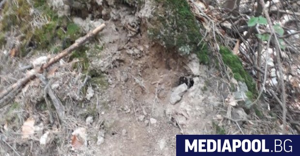 Кафява мечка е нападнала в петък рано сутринта жена която