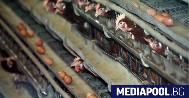 Браншът на птицевъдството в момента е пред колапс ако няма