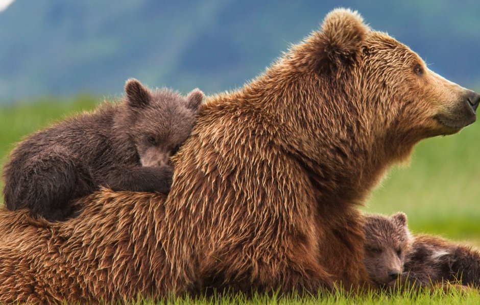 След инцидента в Белица експерти предлагат помощ за прогонване на проблемната мечка вместо отстрела й