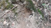 Мечка нападна гъбарка край Белица, кметът иска отстрела й