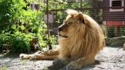 Лъвът Иван Асен също е починал в холандския спасителен център