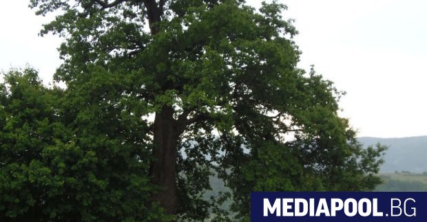 Двадесет и два метрово дърво на 300 години намиращо се