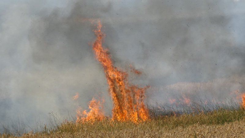 Голям пожар край Благоевград. Горят житни ниви и лозя