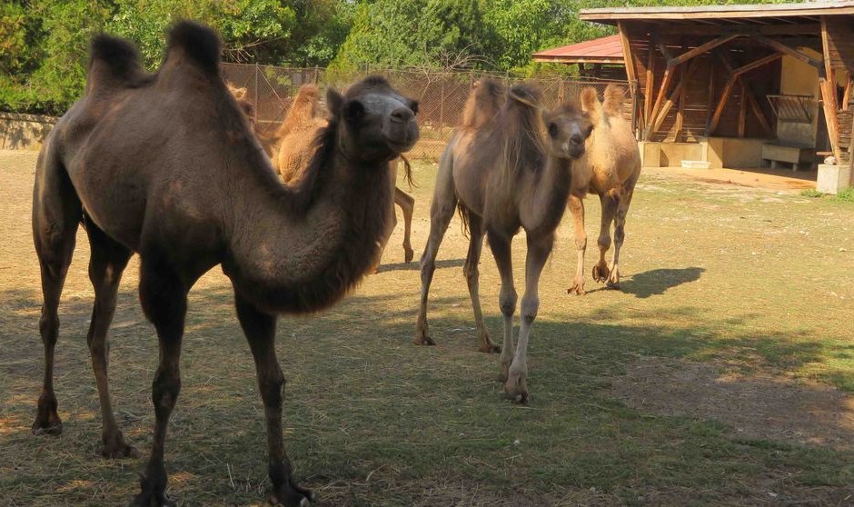 Четири нови двугърби камили пристигнаха в столичния зоопарк
