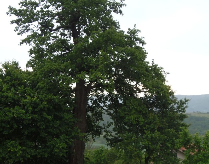 Дърво на три века в Главановци е обявено за защитено