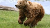 Платежна карта прави отчисления в подкрепа на българските мечки