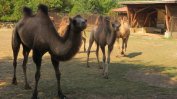 Четири нови двугърби камили пристигнаха в столичния зоопарк