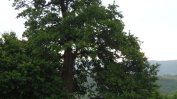 Дърво на три века в Главановци е обявено за защитено