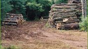 Спор за "липсващи" 4 млн. лв. от дървесина в земеделието