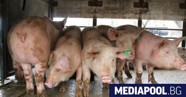 Огнище на африканска чума по свинете АЧС е открита в