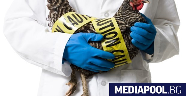Птичият грип отново настъпва в Европа Франция повиши нивото на