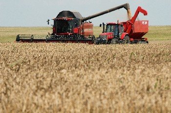 България с рекордни над 7 млн. тона реколта на пшеница