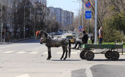 София ще "арестува" коне, готви тотална забрана за каруците