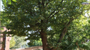 Три вековни дървета в историческата част на София са обявени за защитени