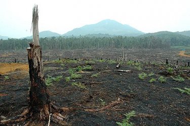 Над 100 държави се ангажираха да спрат унищожението на горите