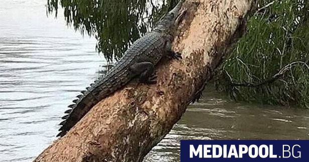 Крокодил в Керала Индия заживя с монаси с които прекара