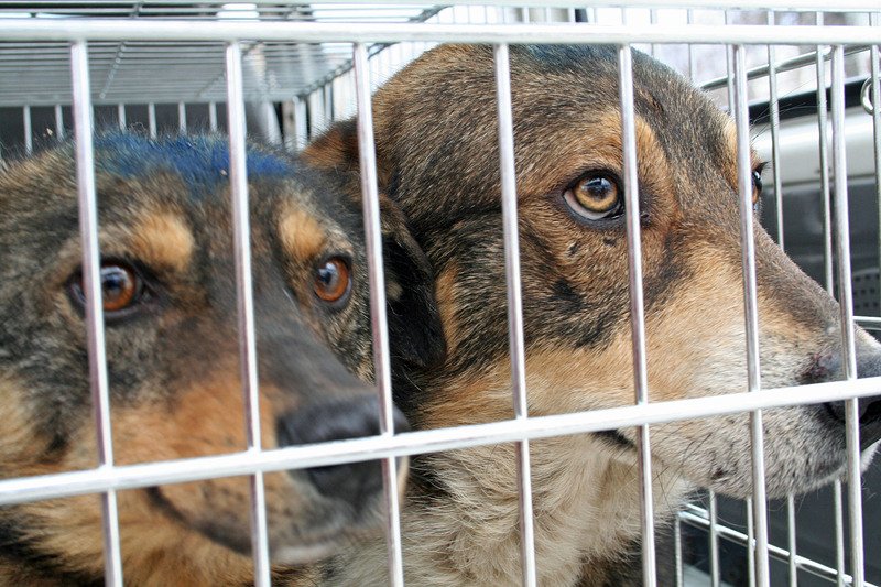 Българите осиновили 22.5% повече бездомни кучета