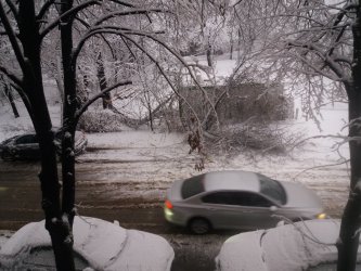 Автомобил се размина на косъм от паднало дърво на столичната улица "Йосиф Цанков" Сн. Mediapool