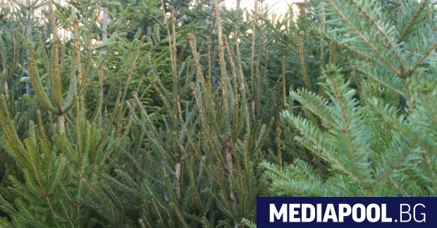 За поредна година Министерство на земеделието ще продава коледни дръвчета