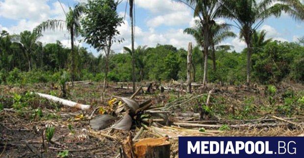 Обезлесяването в бразилската част на Амазония е нарастнало с близо