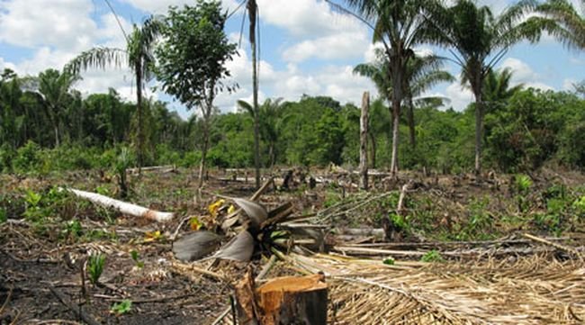 22 процента увеличаване на обезлесяването на бразилската част на Амазония