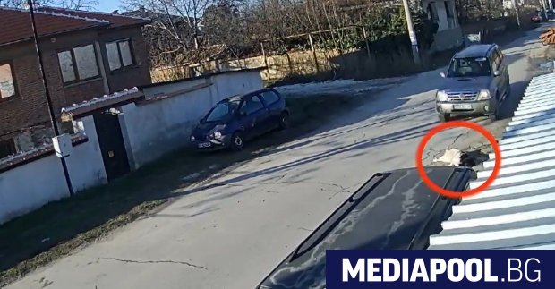 Полицията в Пазарджик разследва случай за умишлено прегазване на куче