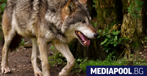 Вълкът който преди 2 дни избяга от хасковския зоопарк беше