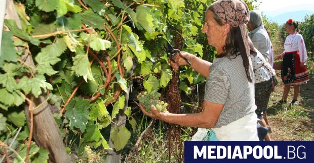 Националната лозаро винарска камара НЛВК обяви в четвъртък че не подкрепя