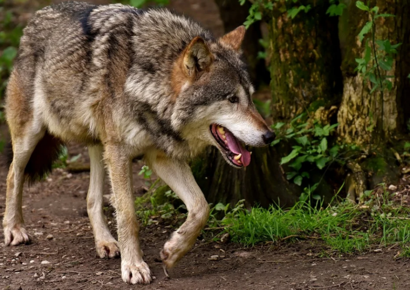14-годишно дете е било нахапано от избягалия вълк в Хасково