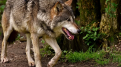 14-годишно дете е било нахапано от избягалия вълк в Хасково