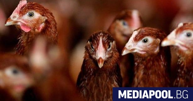 Агенцията по храните започна унищожаването на 177 000 кокошки в
