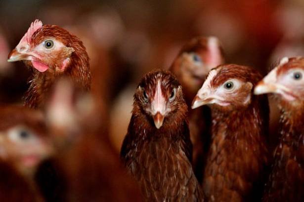 Заради птичи грип унищожават 177 000 кокошки в птицеферма в Асеновград