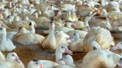 Румъния съобщи за огнище на птичи грип във ферма близо до границата с България