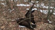 Отровени са четири защитени лешояда