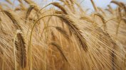 Агроведомството е избрало "Врана" ЕАД да изкупува зърното за държавата