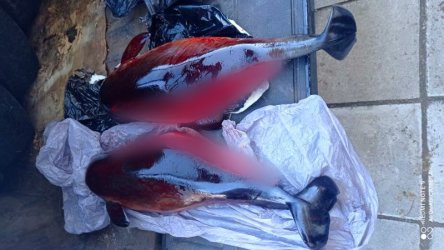 Откриха разфасовани делфини в контейнер за боклук в Бургас
